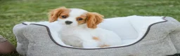 Cavalier King Charles Spaniel dogs for sale: Lars - Ad 2