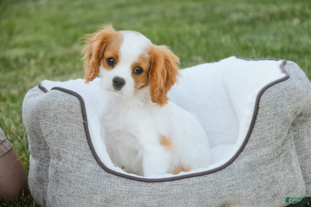 Cavalier King Charles Spaniel dogs for sale: Lars - Ad 2