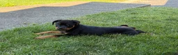 Rottweiler dogs for sale: Rottweiler 1 - Ad 13