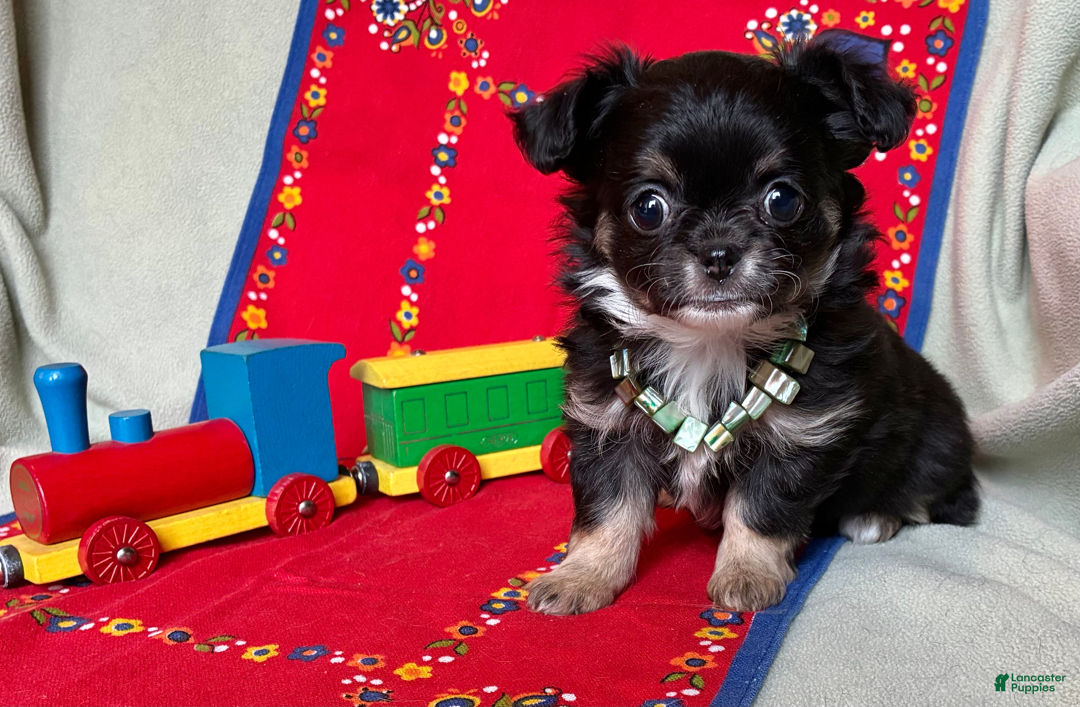 Chihuahua dogs Chihuahua Puppy 1 - Ad 9