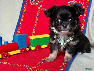 Chihuahua dogs Chihuahua Puppy 1 - Ad 3