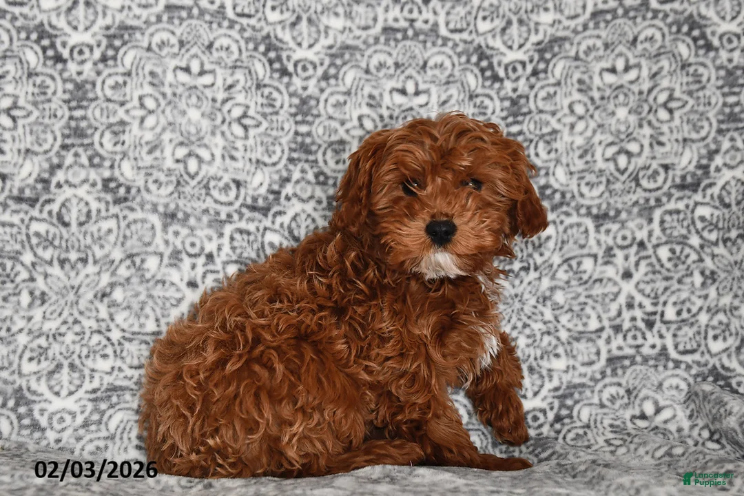 Cavapoo dogs for sale: Chester - Ad 3