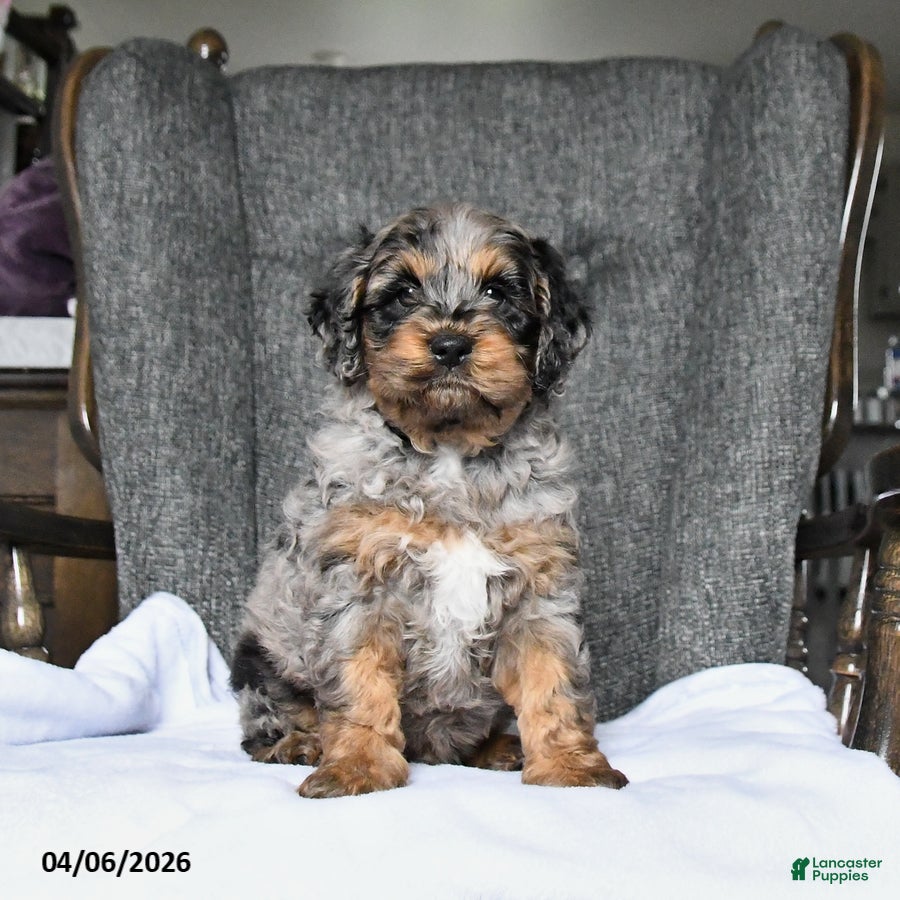 Cockapoo dogs Rocky - Ad 2