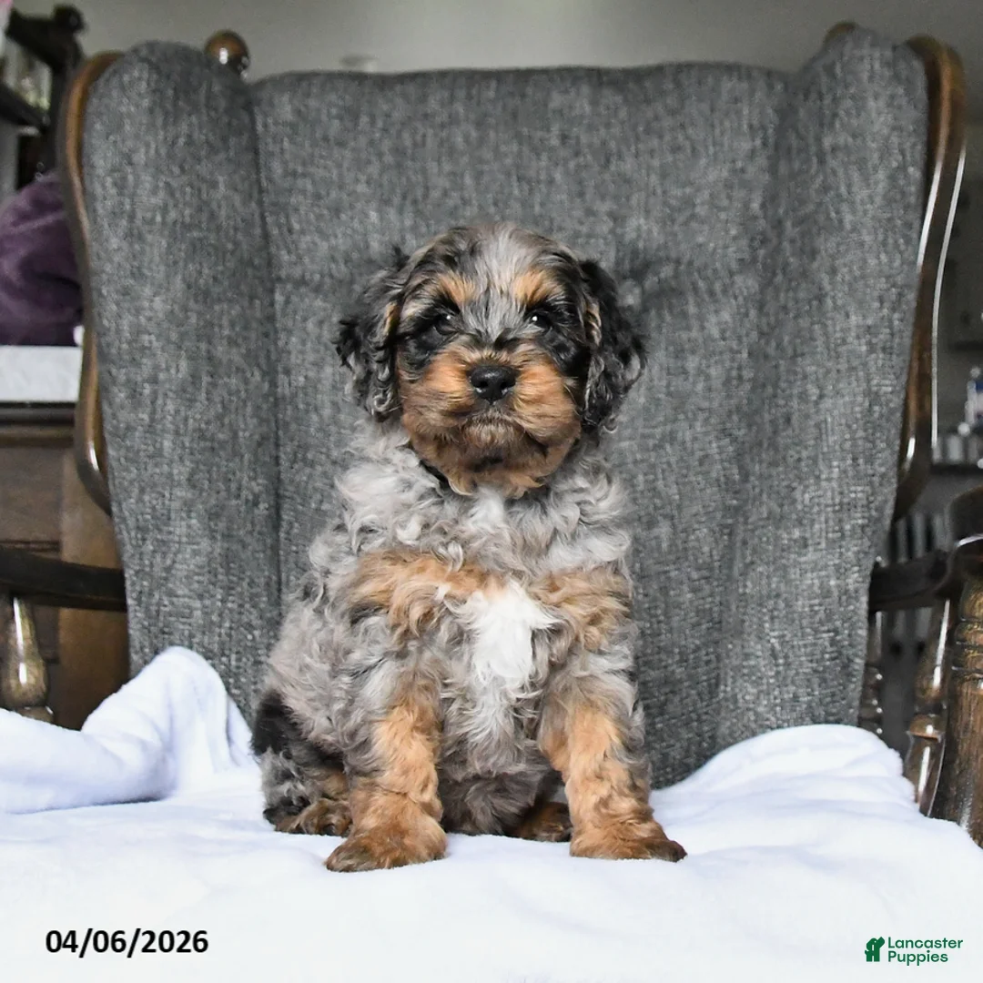 Cockapoo dogs for sale: Rocky - Ad 2