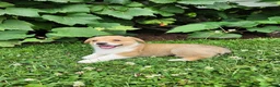 Welsh Corgi Pembroke dogs for sale: Andrew - Ad 4