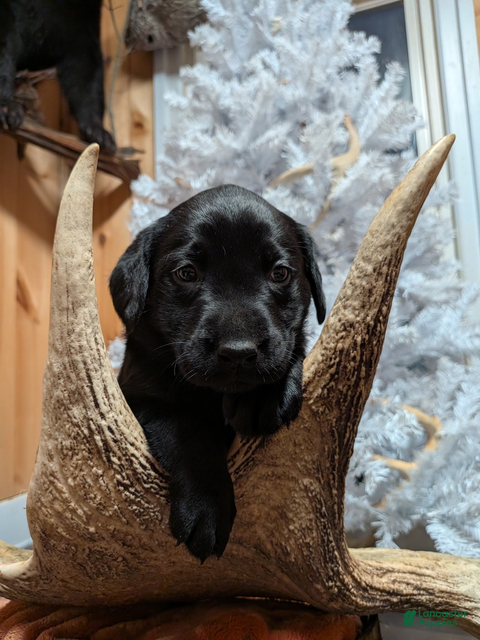 Labrador Retriever dogs Puppy 2 - Ad 3