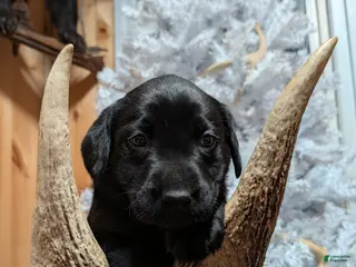 Labrador Retriever dogs Puppy 2 - Ad 19