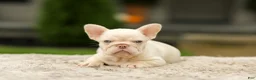French Bulldog dogs for sale: Ace - Platinum - Ad 5