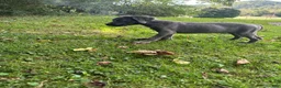 Cane Corso dogs for sale: Sapphire  - Ad 2
