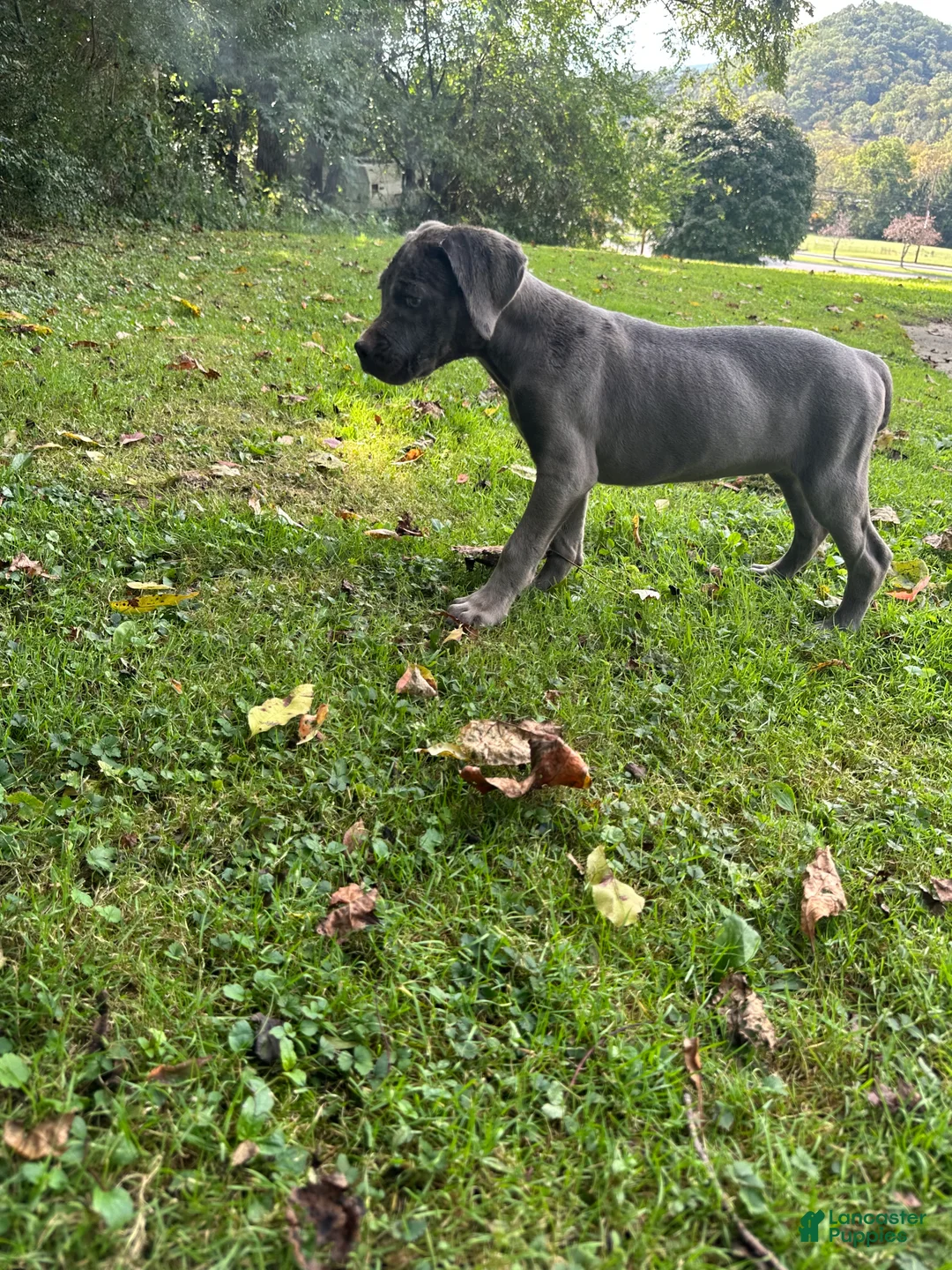 Cane Corso dogs for sale: Sapphire  - Ad 2