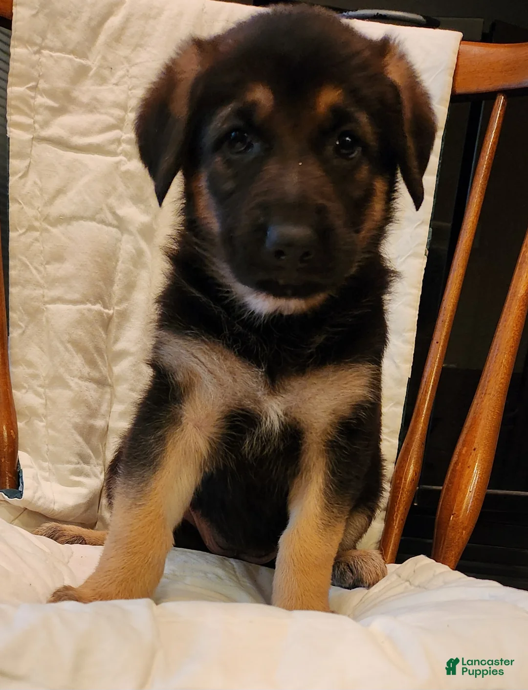 German Shepherd dogs for sale: German Shepherd Puppy 4 -Silver - Ad 2