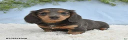 Miniature Dachshund dogs for sale: Travis - Ad 3