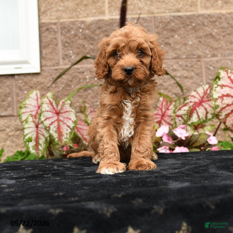 Cavapoo dogs Vivaldi - Ad 1