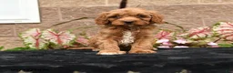 Cavapoo dogs for sale: Vivaldi - Ad 1