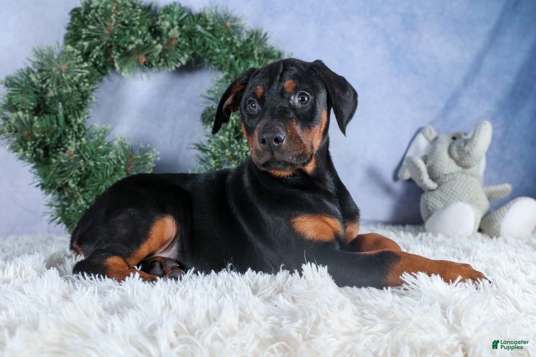 Doberman Pinscher dogs for sale: TUCKER - Ad 1