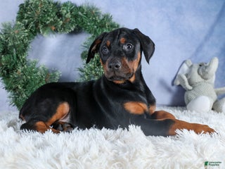 Doberman Pinscher dogs TUCKER - Ad 5