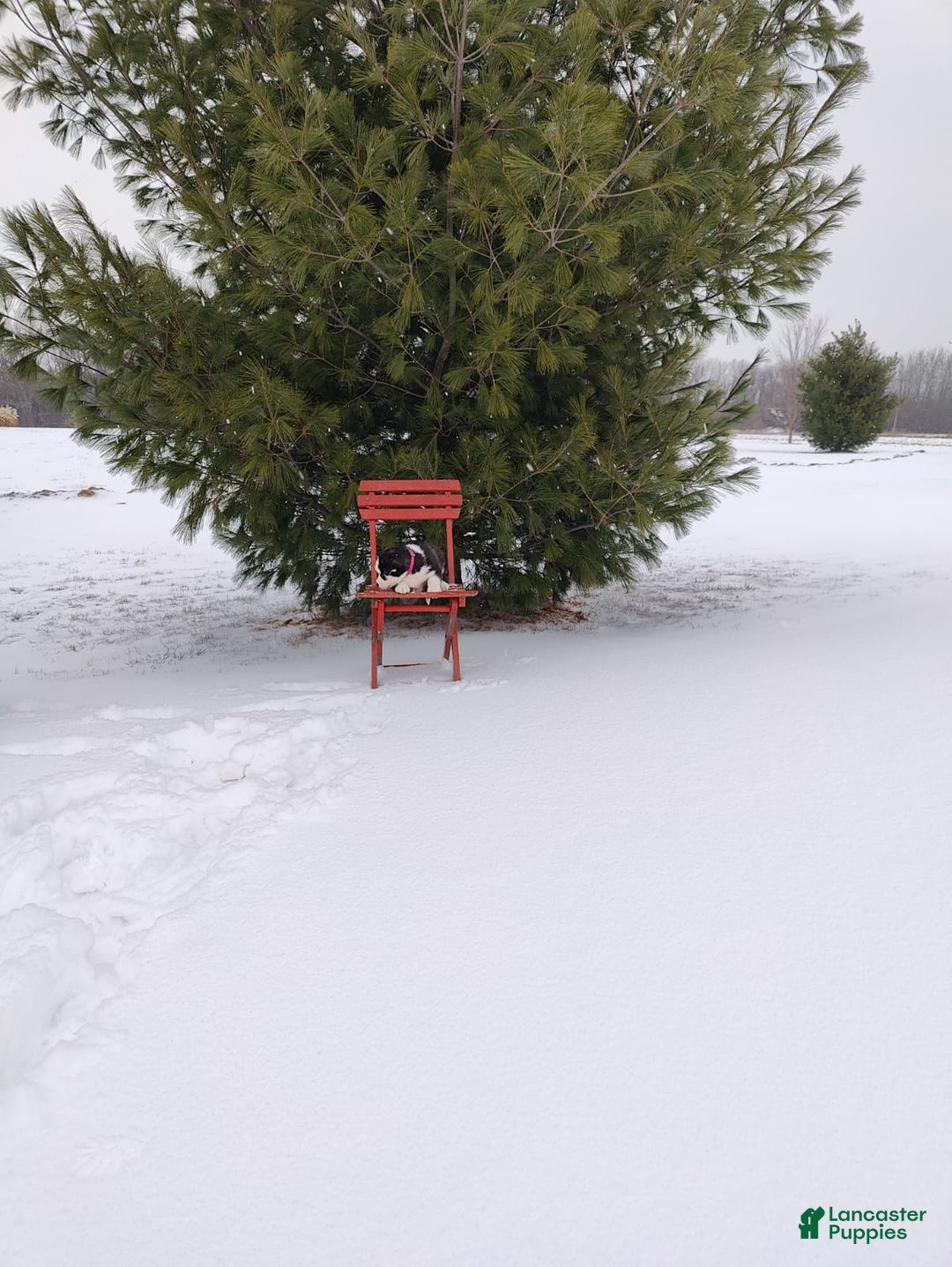 Siberian Husky dogs for sale: Jaidus - Ad 4