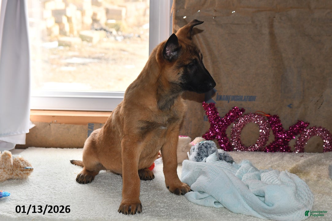 Belgian Malinois dogs for sale: Diesel - Ad 3