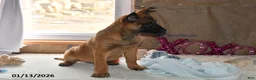 Belgian Malinois dogs for sale: Diesel - Ad 13