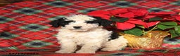 Mini Bernedoodle dogs for sale: Lucy - Ad 1