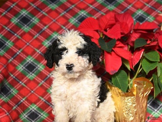 Mini Bernedoodle dogs Lucy - Ad 37