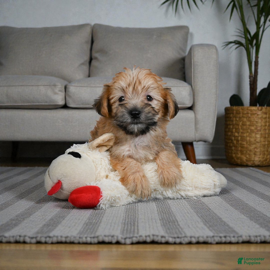 Morkie dogs for sale: LILLY - Ad 4