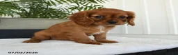 Cavalier King Charles Spaniel dogs for sale: Halo - Ad 3