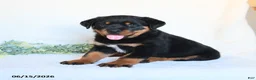 Rottweiler dogs for sale: Rhett - Ad 4