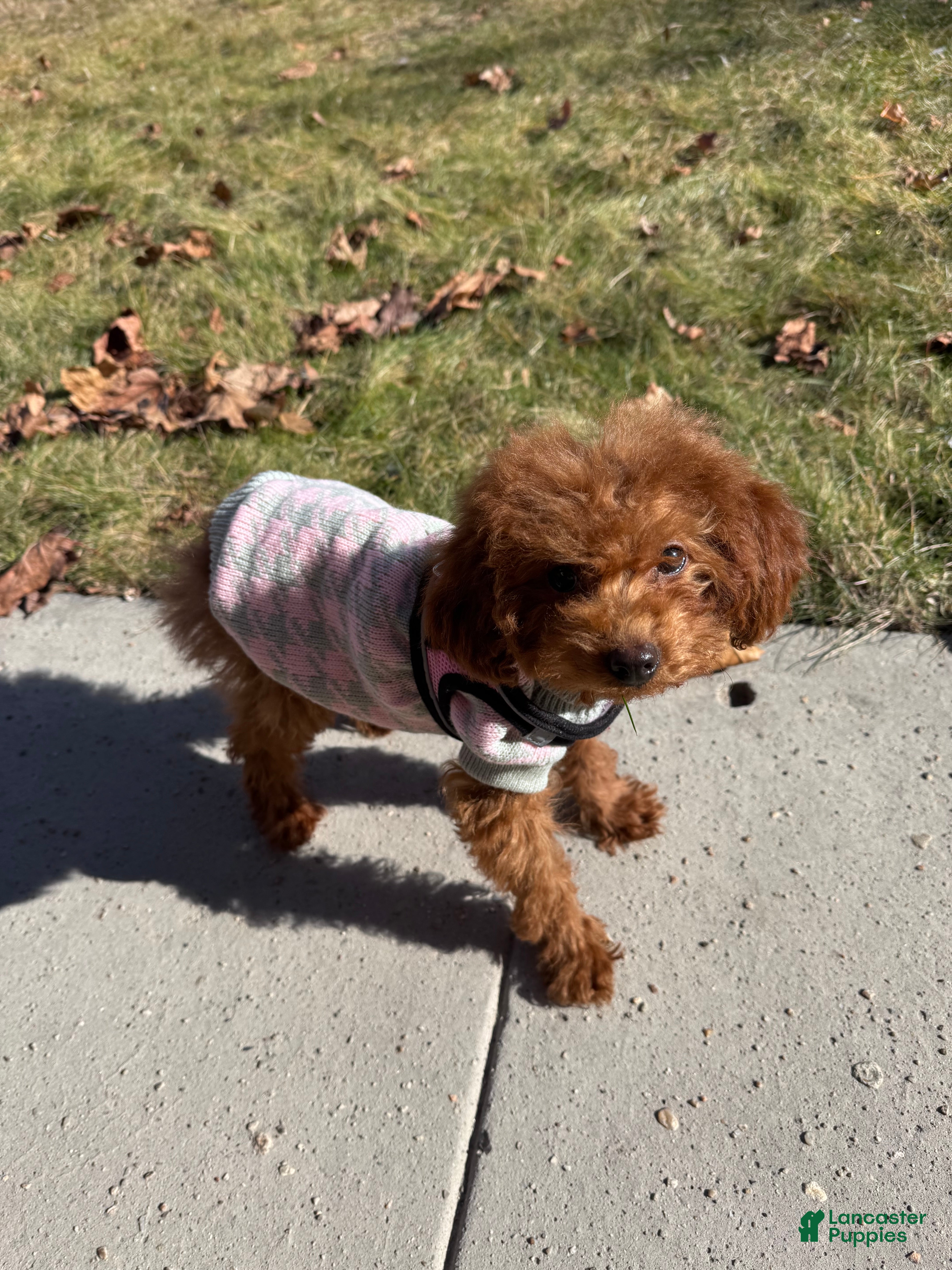 Miniature Poodle dogs Miniature Poodle Puppy 1 - Ad 2