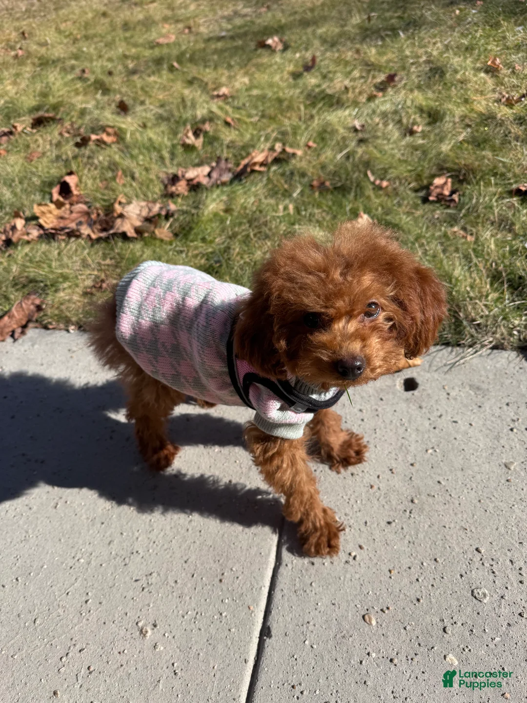 Miniature Poodle dogs for sale: Miniature Poodle Puppy 1 - Ad 2