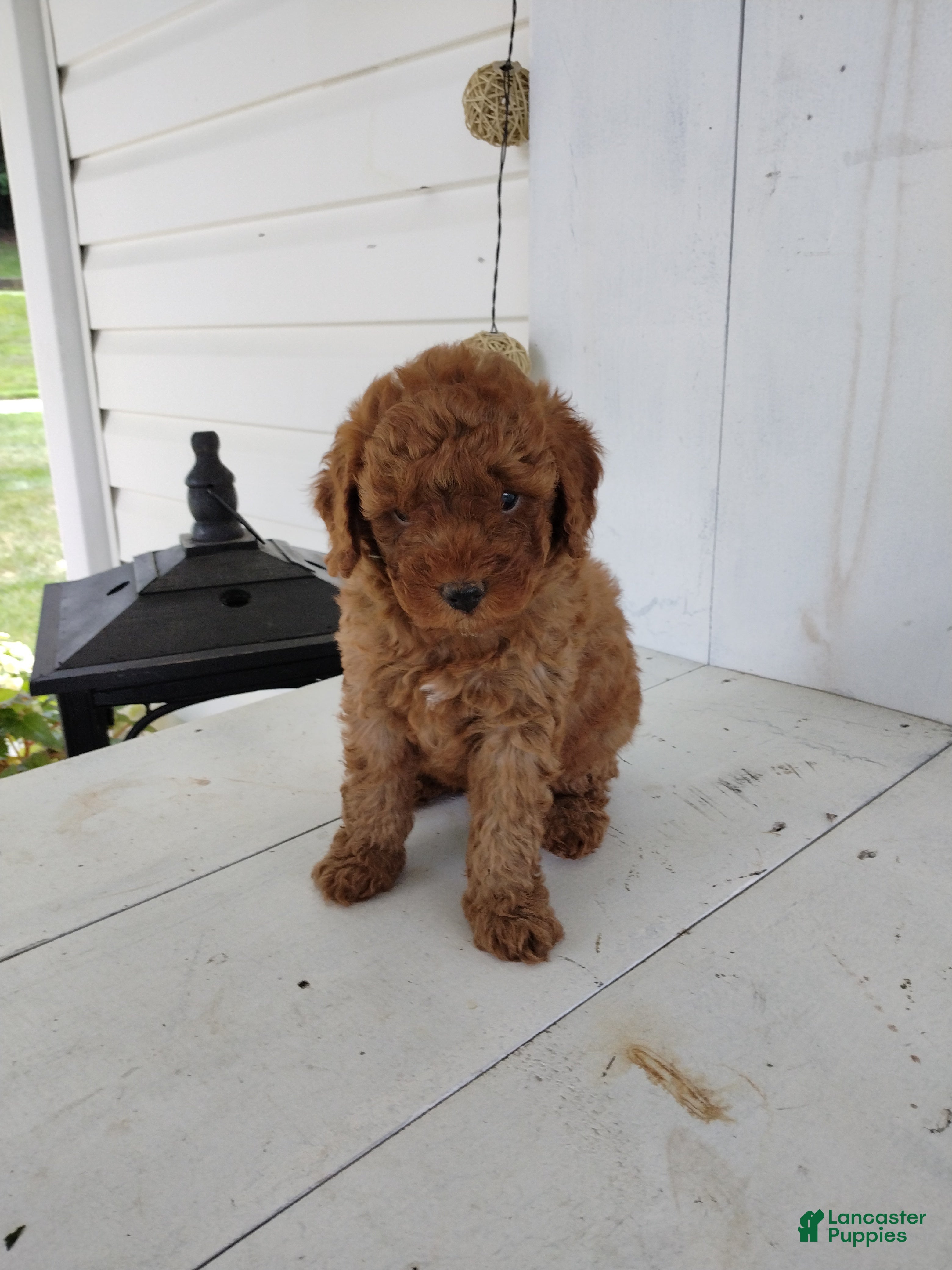 Toy Poodle dogs Leo - Ad 1