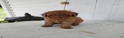 Toy Poodle dogs for sale: Leo - Ad 1