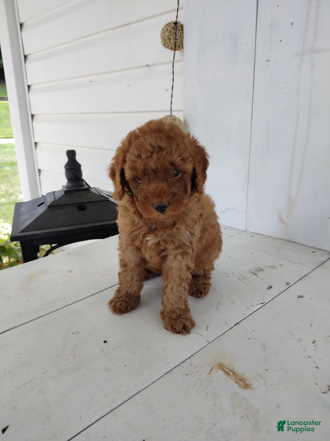 Toy Poodle dogs for sale: Leo - Ad 1