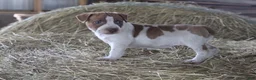 Mixed Breed dogs for sale: Treasure - Ad 2