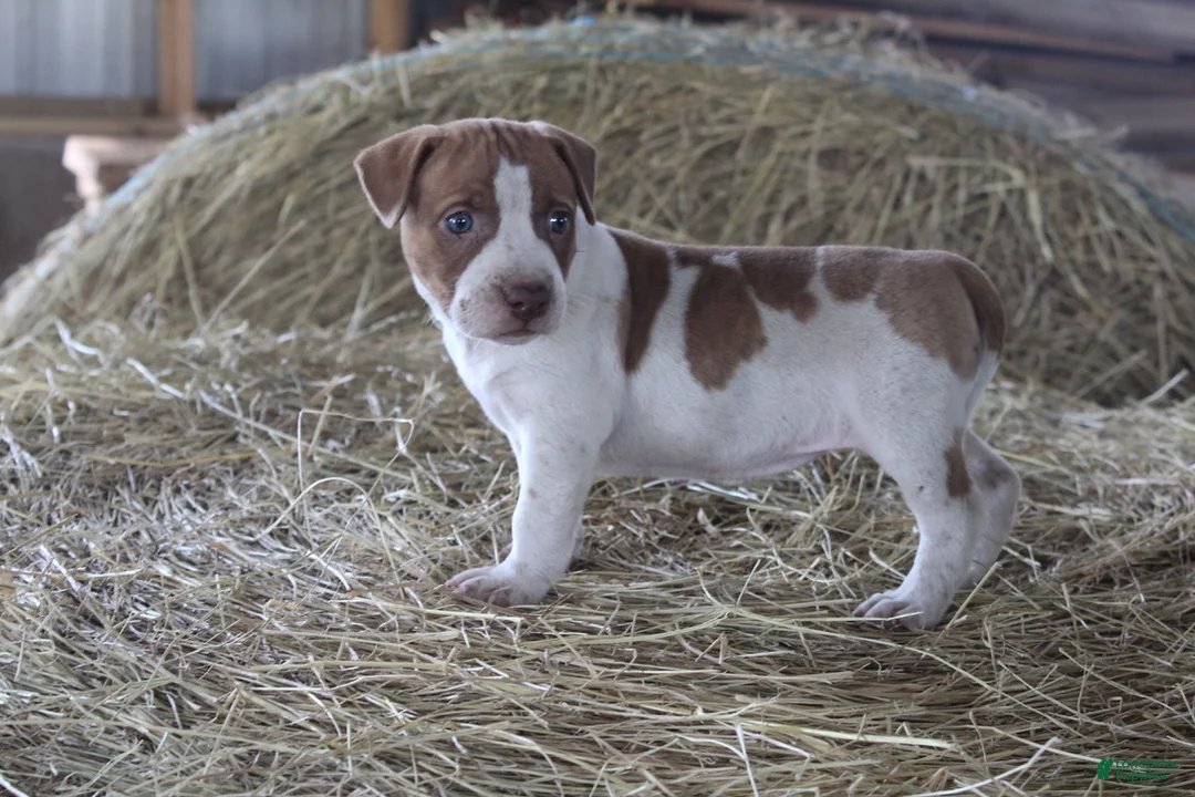 Mixed Breed dogs for sale: Treasure - Ad 2
