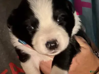 Border Collie dogs Purple - Ad 39