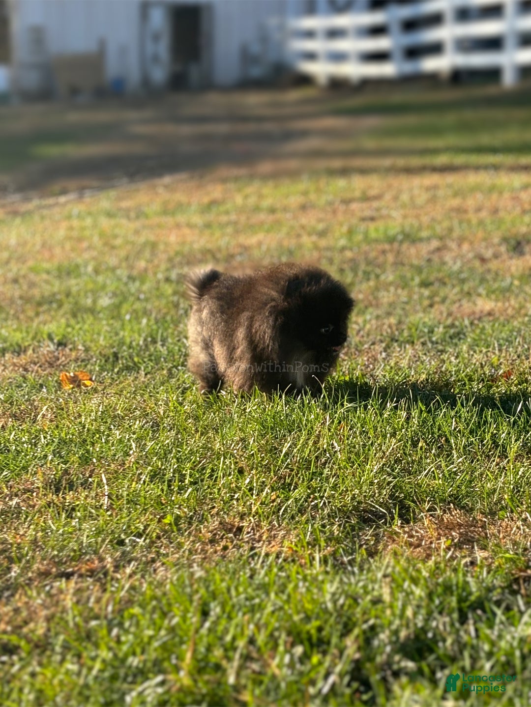 Pomeranian dogs for sale: Little Bubbles - Ad 4