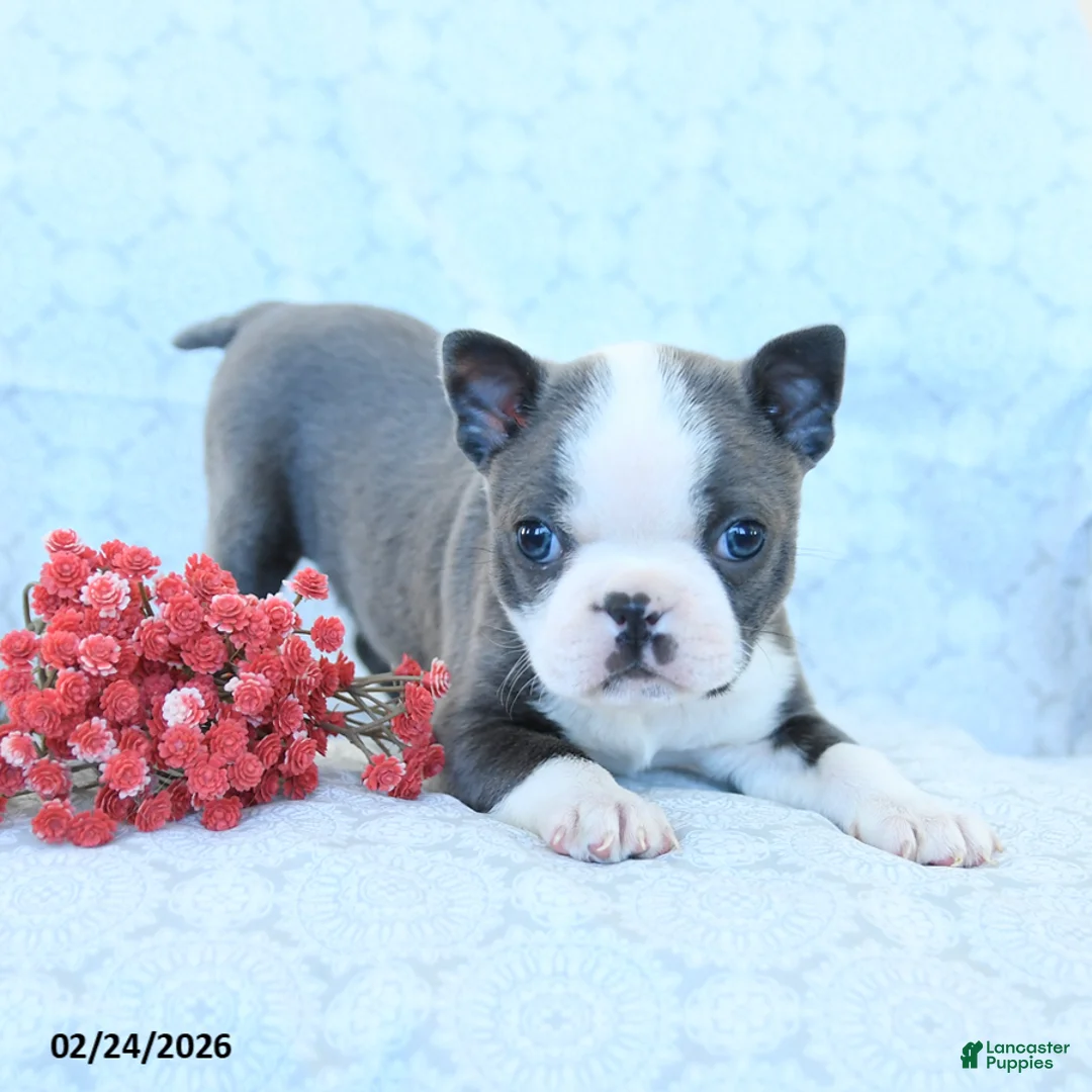 Boston Terrier dogs for sale: Leo - Ad 3