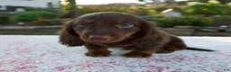 Miniature Dachshund dogs for sale: Niles - Ad 7