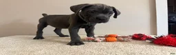 Cane Corso dogs for sale: Ghost  - Ad 4
