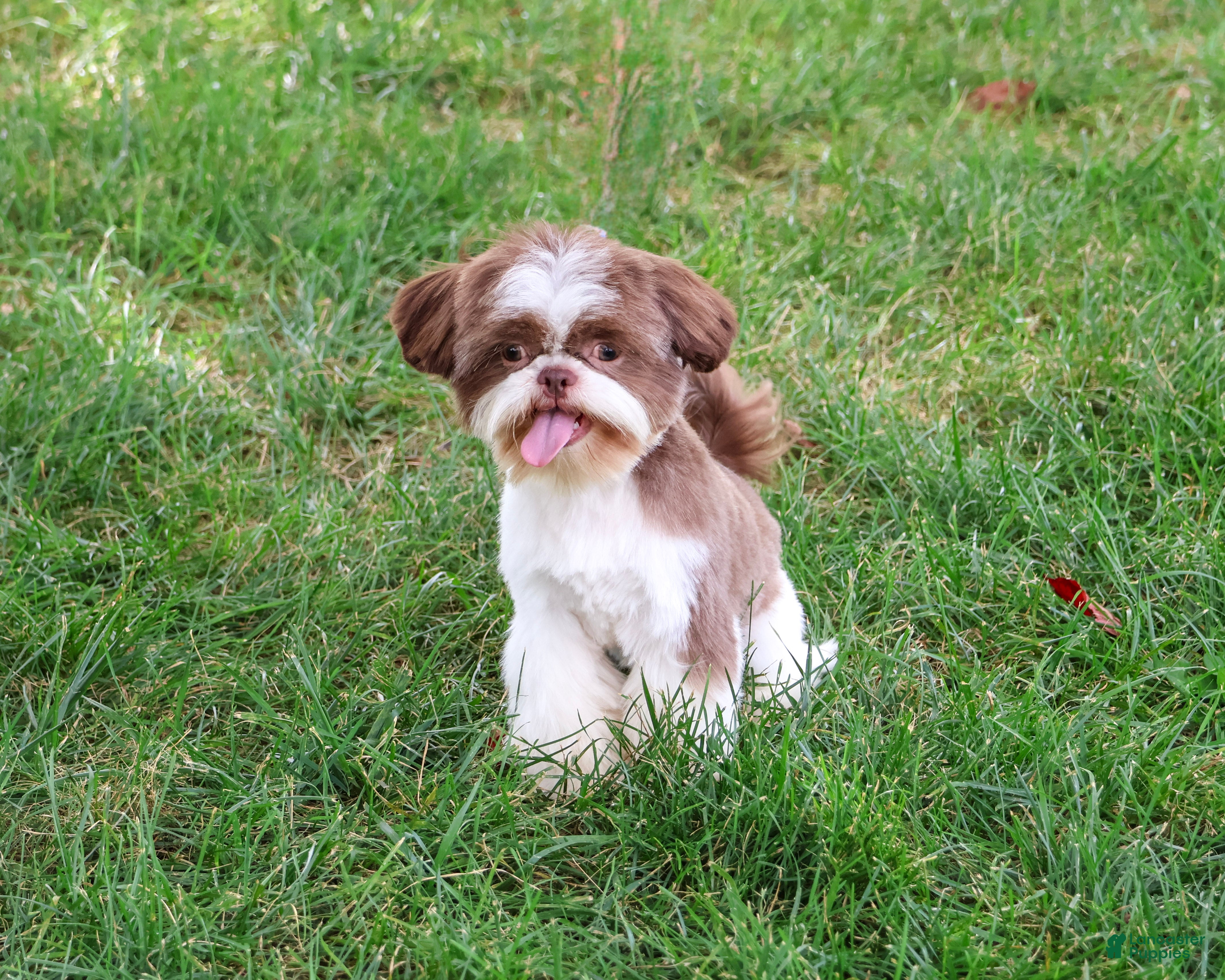 Shih Tzu dogs Andre - Ad 1