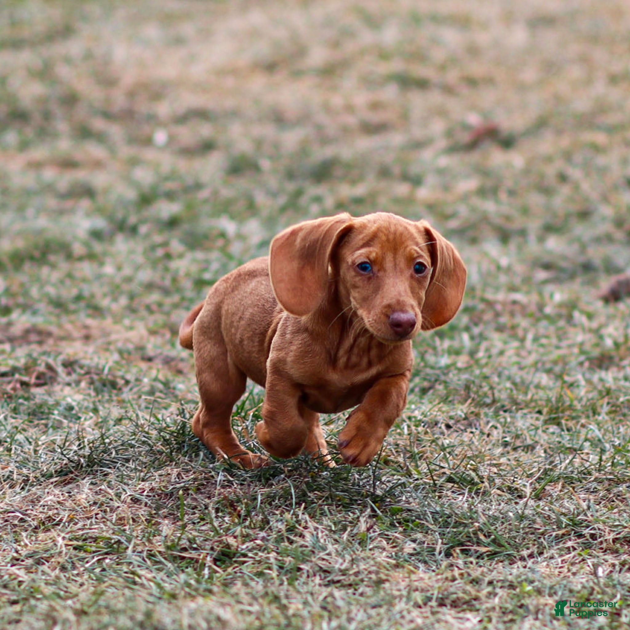 Miniature Dachshund dogs Meredith - Ad 1