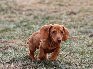 Miniature Dachshund dogs for sale: Meredith - Ad 1