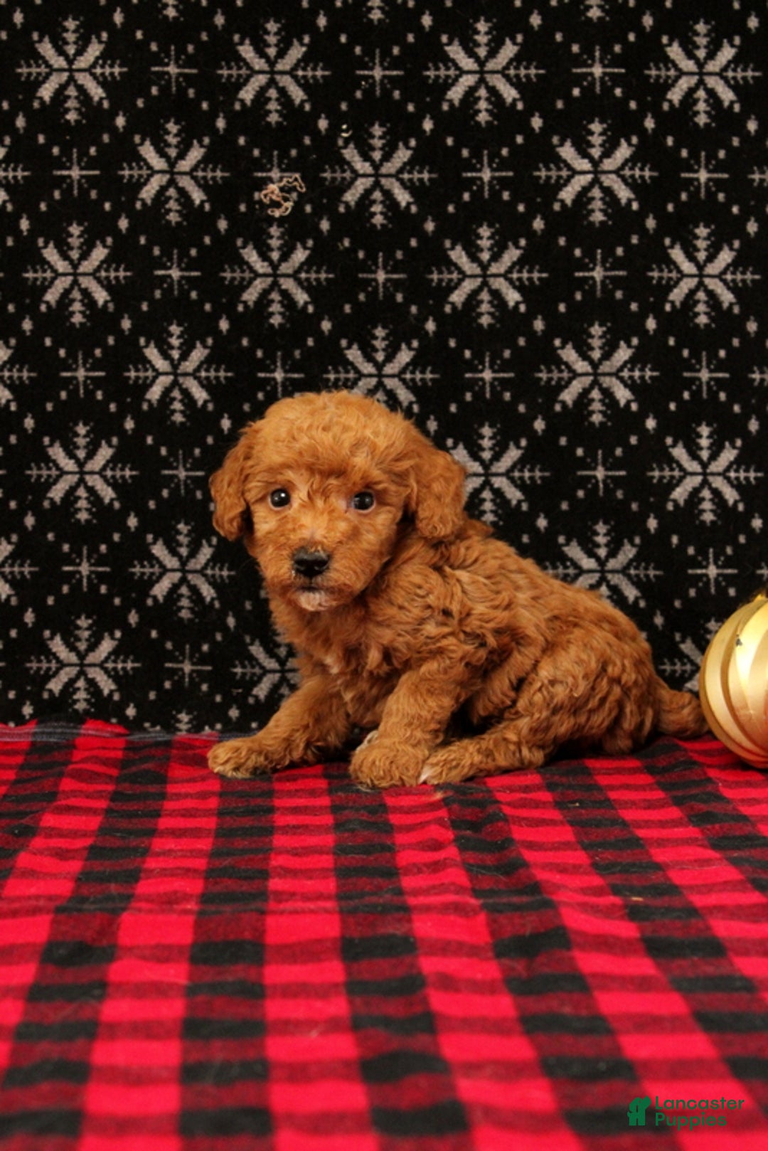 Miniature Poodle dogs for sale: Winter - Ad 3