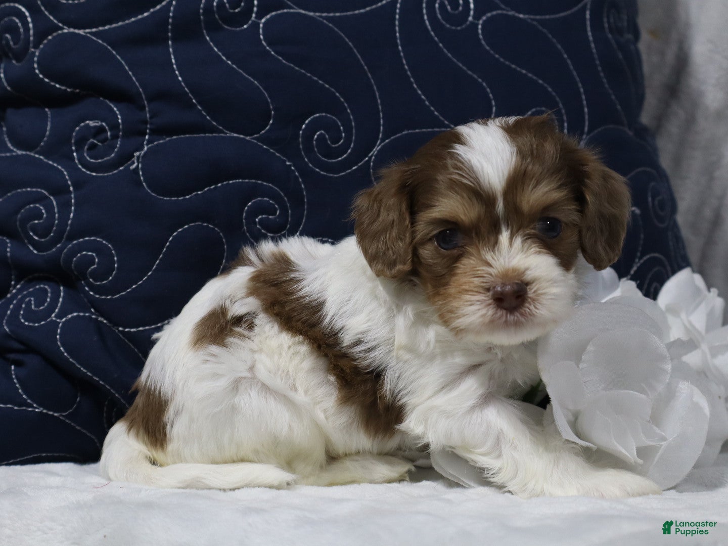 Cavapoo dogs Romeo - Ad 2