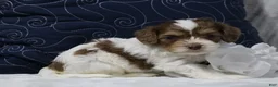 Cavapoo dogs for sale: Romeo - Ad 2