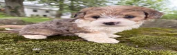 Corgipoo dogs for sale: Willow-F1B-CorgiPoo Merle - Ad 6