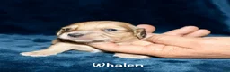 Miniature Dachshund dogs for sale: Whalen - Ad 2