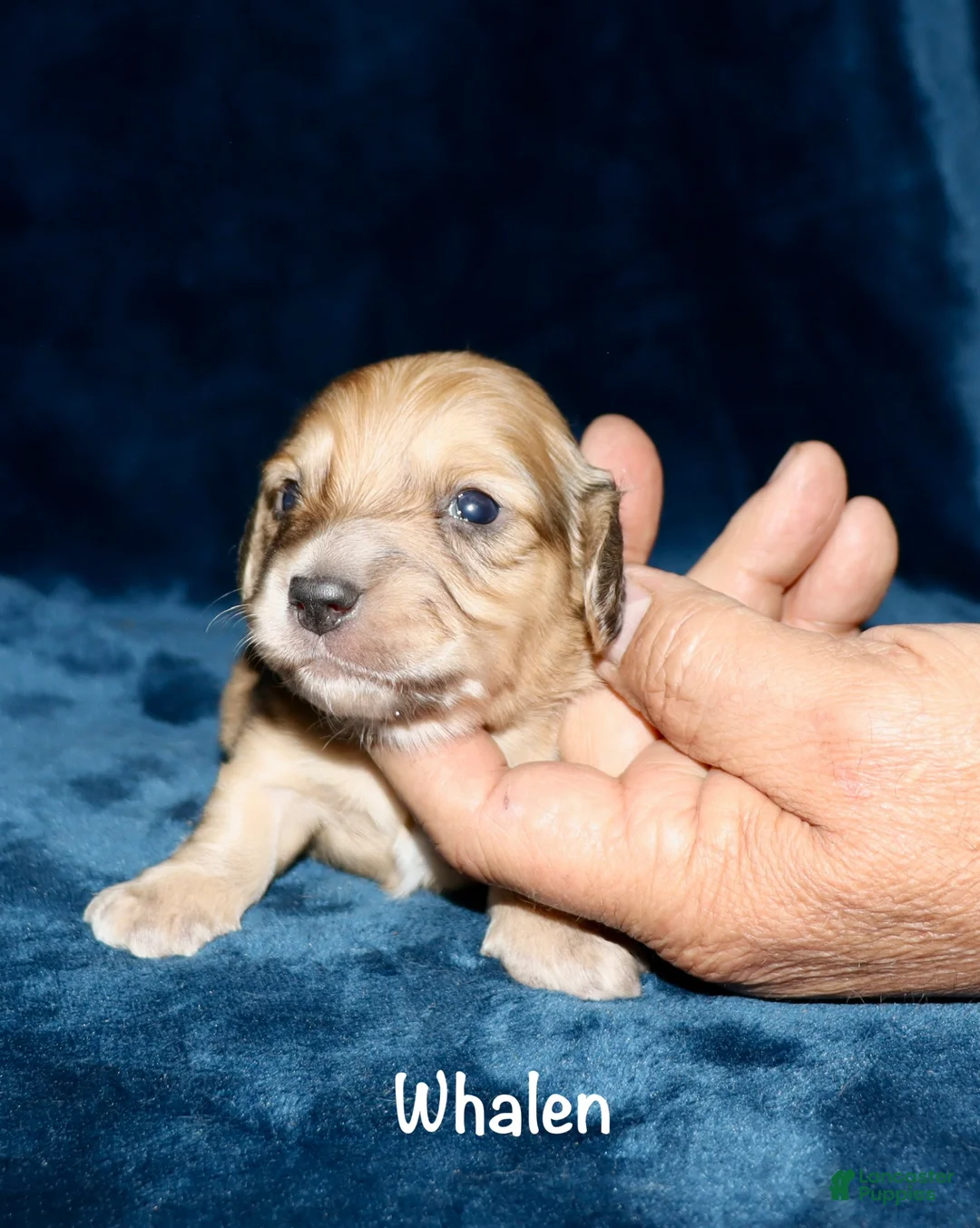 Miniature Dachshund dogs for sale: Whalen - Ad 2