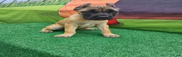 Cane Corso dogs for sale: MAX - Ad 10